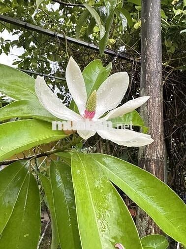 🌿 Chốn nghỉ xanh bên suối – Đất vườn và nhà sẵn chỉ 799TR giữa lòng ĐN