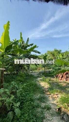 🌿 BÁN GẤP 1500M² VƯỜN VIEW ĐỒI THƠ MỘNG GẦN HỒ TRỊ AN – GIÁ 800TR/SÀO