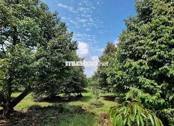 🌳 CẦN BÁN GẤP VƯỜN SẦU RIÊNG CÓ NHÀ VƯỜN ĐẸP 🌳