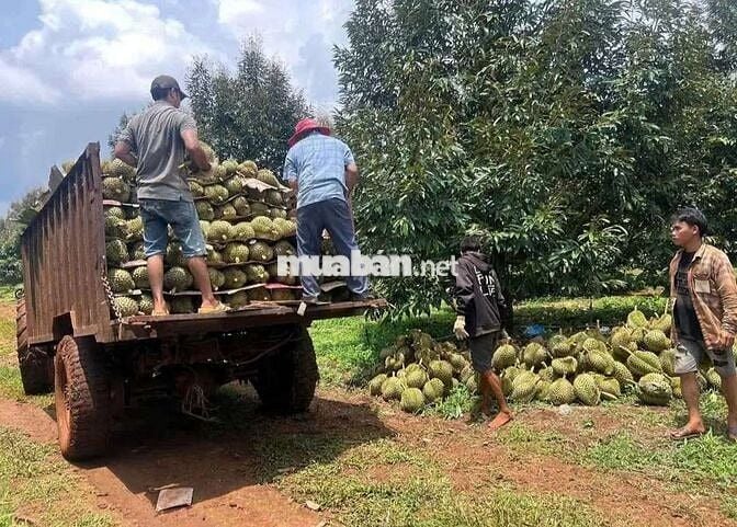 🌳 CẦN BÁN GẤP VƯỜN SẦU RIÊNG CÓ NHÀ VƯỜN ĐẸP 🌳