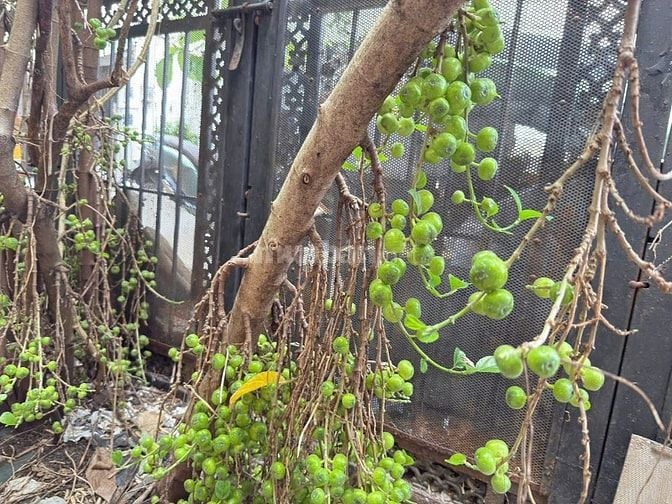 Chính chủ bán nhà đất hiếm - hẻm xe hơi DT 223m - giá 38 tỉ