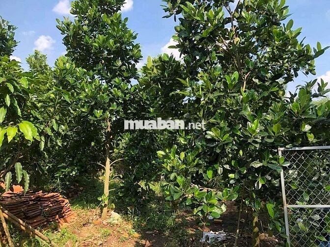 Chủ bán nhà vườn cực kì đẹp ở THỊ XÃ CHƠN THÀNH