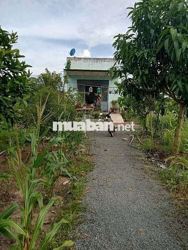 Chủ bán nhà vườn cực kì đẹp ở THỊ XÃ CHƠN THÀNH