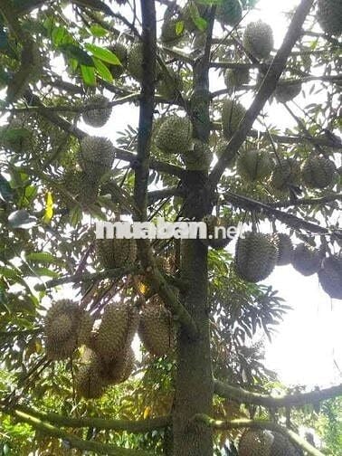 Chuyển nhà bán lỗ gấp lô 20x48m, 960m2 giá 300triệu có sẵn nhà cấp 4