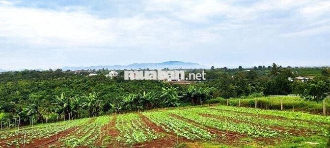 Nợ nần cần bán lỗ nặng lô 900m2 giá 300triệu tặng nhà và sân vườn đẹp