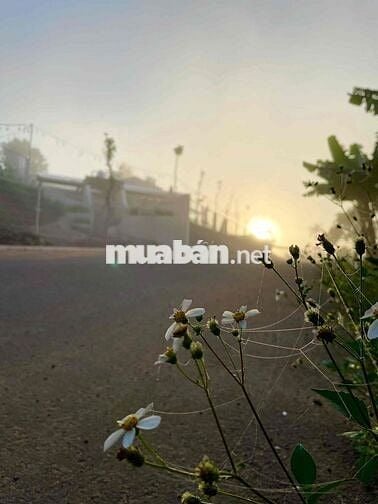 Lô 260m2 ngang 10m đường 8m hạ tầng đẹp dân cư hiện hữu giáp Bảo Lộc