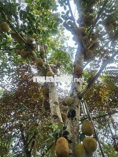 Chuyển nhà bán lỗ gấp lô 20x48m, 960m2 giá 300triệu có sẵn nhà cấp 4