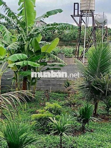 Chuyển nhà bán lỗ gấp lô 20x48m, 960m2 giá 300triệu có sẵn nhà cấp 4