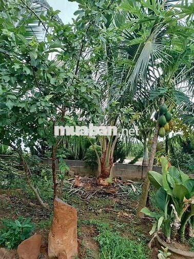 Chuyển nhà bán lỗ gấp lô 20x48m, 960m2 giá 300triệu có sẵn nhà cấp 4