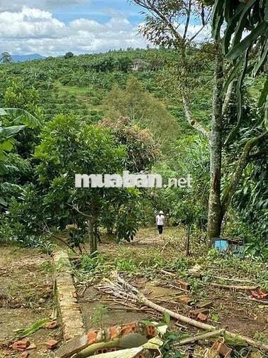 Chuyển nhà bán lỗ gấp lô 20x48m, 960m2 giá 300triệu có sẵn nhà cấp 4