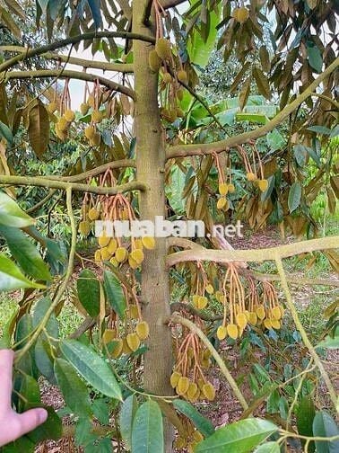 Chuyển nhà bán lỗ gấp lô 20x48m, 960m2 giá 300triệu có sẵn nhà cấp 4