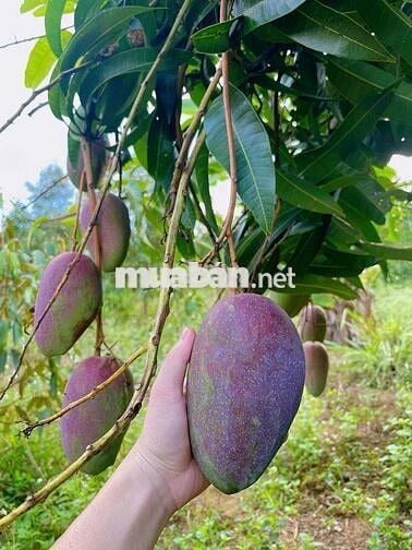 Chuyển nhà bán lỗ gấp lô 20x48m, 960m2 giá 300triệu có sẵn nhà cấp 4