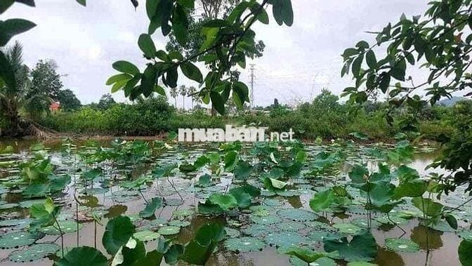 Chuyển nhà bán lỗ gấp lô 20x48m, 960m2 giá 300triệu có sẵn nhà cấp 4