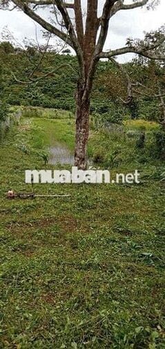 Chuyển nhà bán lỗ gấp lô 20x48m, 960m2 giá 300triệu có sẵn nhà cấp 4