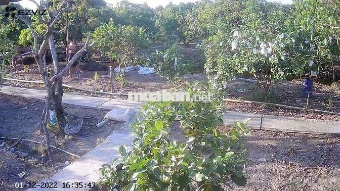 BÁN 8 CÔNG ĐẤT VƯỜN TÂN HỘI, VĨNH LONG