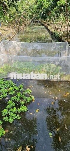 BÁN 8 CÔNG ĐẤT VƯỜN TÂN HỘI, VĨNH LONG