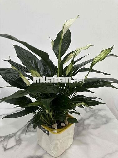 💥BÌNH THẠNH 61M2- GÓC 3 MẶT TIỀN CHỈ 2,75T.ỉ- BAO THOÁNG- FULL NỘI THẤ