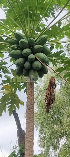 NHÀ MT 2XE TẢI NÉ NHAU 1PK,3PN,3WC SHR NGAY CHỦ