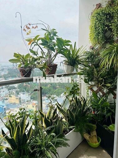 CHO THUÊ CĂN HỘ HOA SEN ĐỦ NỘI THẤT QUẬN 11