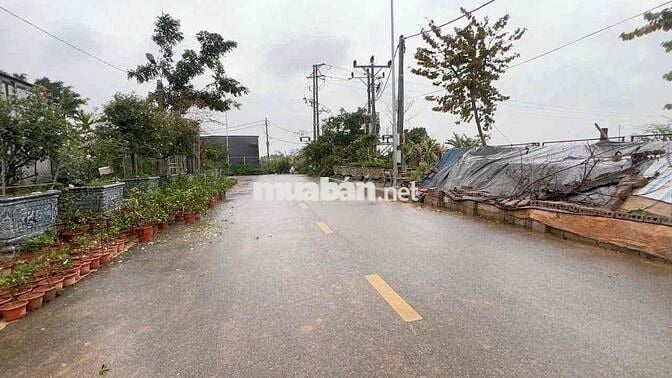 Bán 310m full thổ cư Văn Giang