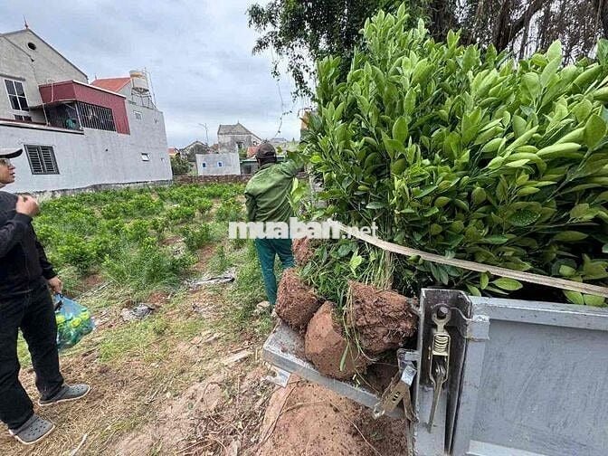 Bán 310m full thổ cư Văn Giang