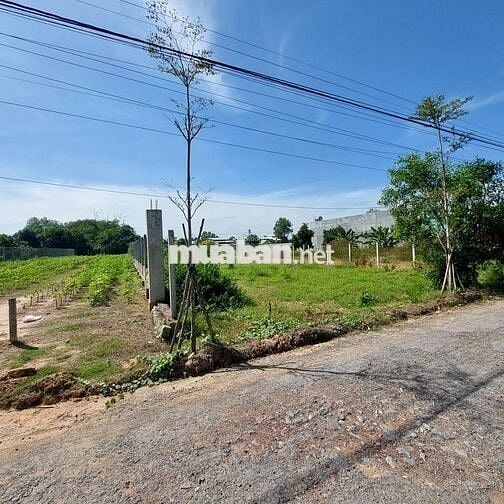 Bán lô đất 881m2 ngay Thanh Phước, Gò Dầu, dân cư đông, SHR, giá 960tr