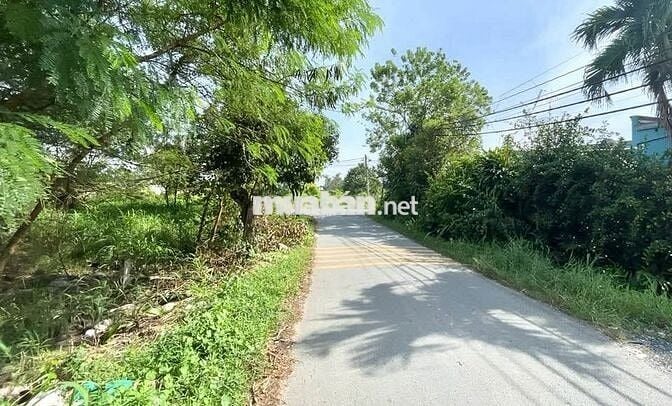 Gia đình đi cự bán  nhanh miếng đất 165m2 Tân Thông Hội, Củ Chi , SHR