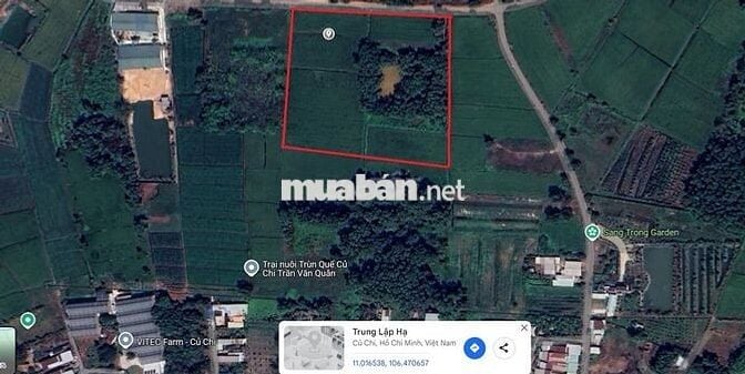 7000m2 đất trồng cây lâu năm mặt tiền đường bờ kênh