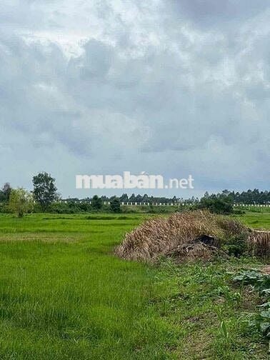 🌿 BÁN NHANH ĐẤT VƯỜN 1200m2-GIÁ 1tỷ2 - XÃ THÁI MỸ, CỦ CHI 🌿