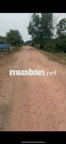 7000m2 đất trồng cây lâu năm mặt tiền đường bờ kênh