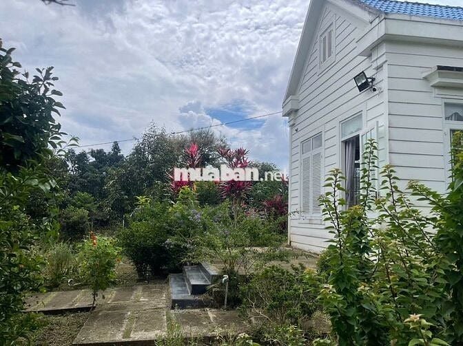 Homestay nhà vườn 7317,6m² full cây ăn trái, gần chợ Lộc Thành Bảo Lâm