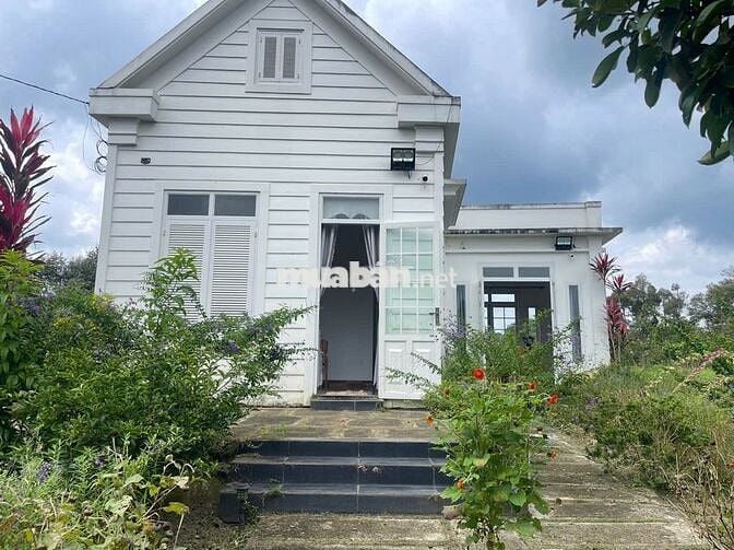 Homestay nhà vườn 7317,6m² full cây ăn trái, gần chợ Lộc Thành Bảo Lâm