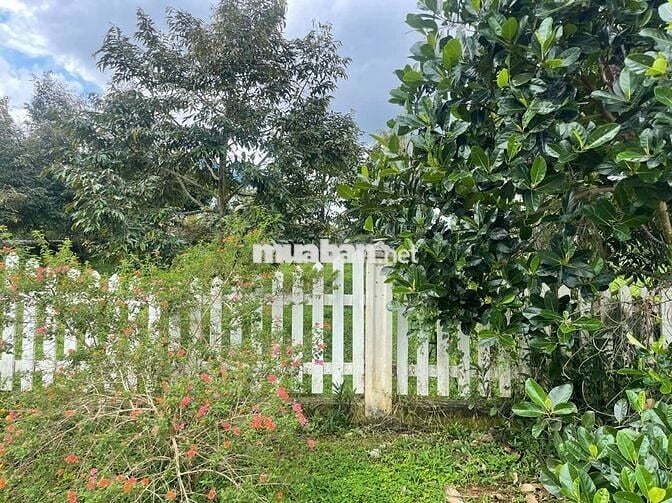 Homestay nhà vườn 7317,6m² full cây ăn trái, gần chợ Lộc Thành Bảo Lâm