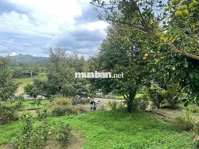 Homestay nhà vườn 7317,6m² full cây ăn trái, gần chợ Lộc Thành Bảo Lâm