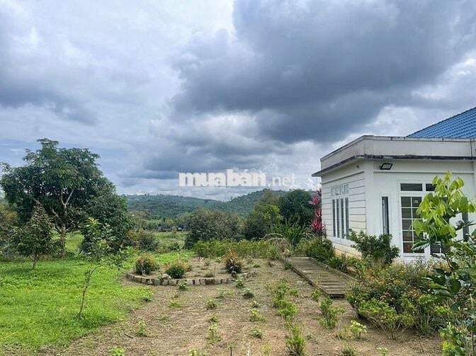 Homestay nhà vườn 7317,6m² full cây ăn trái, gần chợ Lộc Thành Bảo Lâm