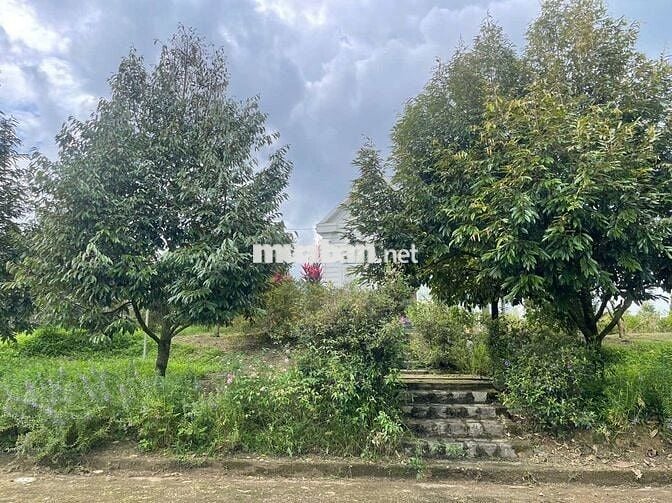 Homestay nhà vườn 7317,6m² full cây ăn trái, gần chợ Lộc Thành Bảo Lâm