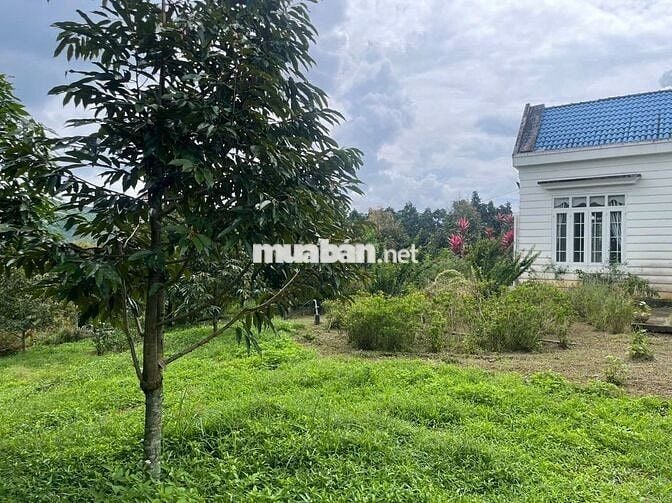 Homestay nhà vườn 7317,6m² full cây ăn trái, gần chợ Lộc Thành Bảo Lâm