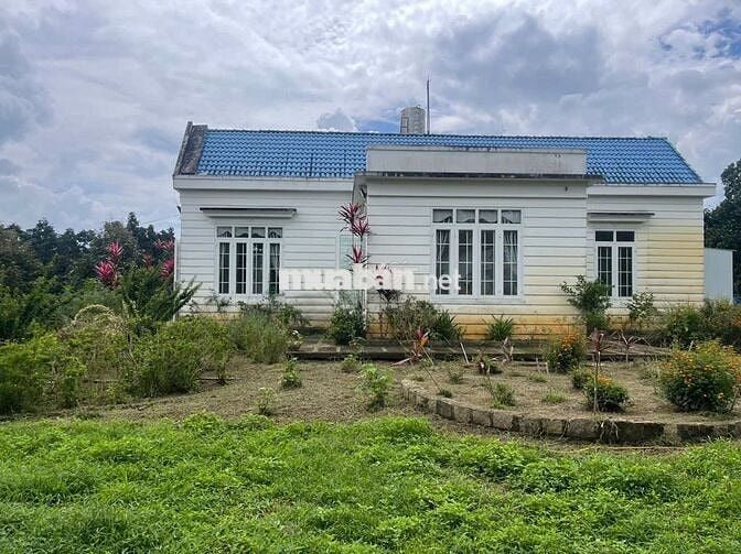 Homestay nhà vườn 7317,6m² full cây ăn trái, gần chợ Lộc Thành Bảo Lâm