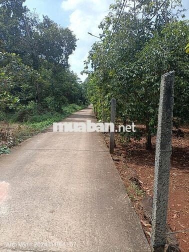 Đất xã kim Long , TPHCM cần bán