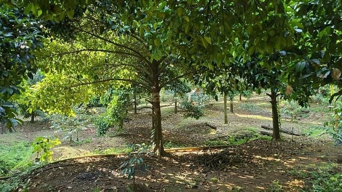 Đất vườn trái cây view Quốc Lộ 20 - gần sân bay quốc tế Long Thành 