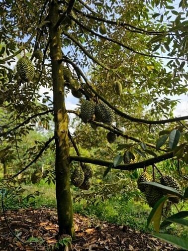 Đất vườn trái cây view Quốc Lộ 20 - gần sân bay quốc tế Long Thành 