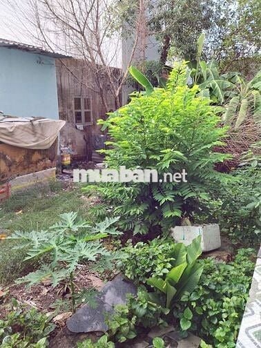 🌹🌹 100m2 ĐẤT THỔ CƯ, TÂN KIÊN, BÌNH CHÁNH