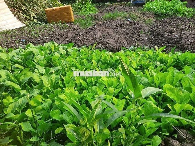 Phòng sân vườn 32m wifi free gân chợ Hiệp bình