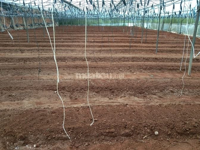 Cẩn bán gấp đất vườn tại xã phú sơn 