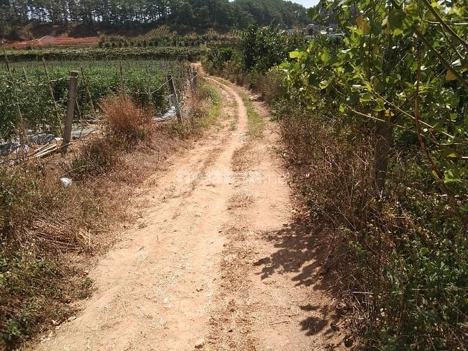 Cẩn bán gấp đất vườn tại xã phú sơn 