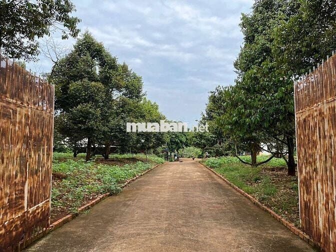 SỐC: ĐẤT VƯỜN SẦU RIÊNG - GIÁ RẺ - VIEW ĐẸP - SINH LỜI CAO