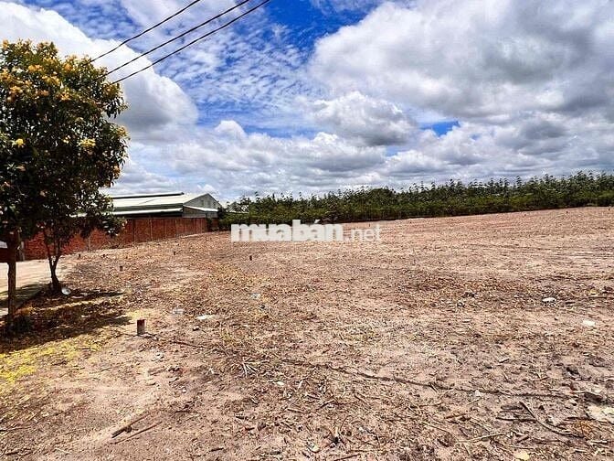 Lô đất đẹp 250m² – giá chỉ 590tr, đầu tư siêu lời 💰