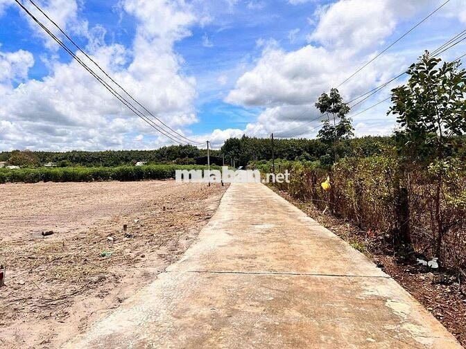 Lô đất đẹp 250m² – giá chỉ 590tr, đầu tư siêu lời 💰