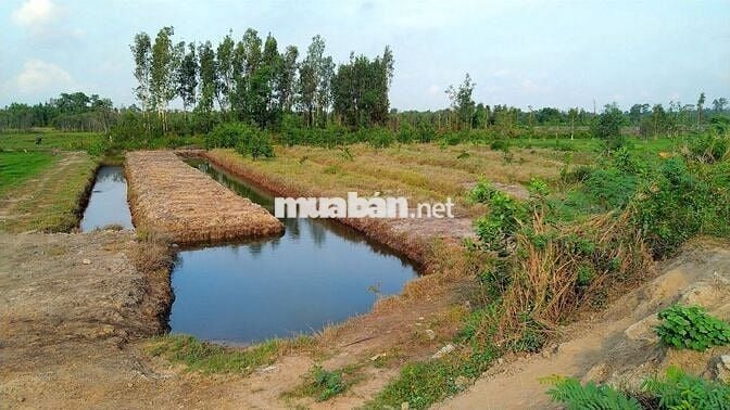Bán trang trại MT Kênh Đông- T.T.Hội- C.Chi.