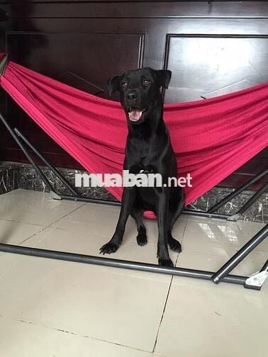 Bán nhà mặt tiền. Tiếp khách thiện chí, ko tiếp quảng cáo spamm